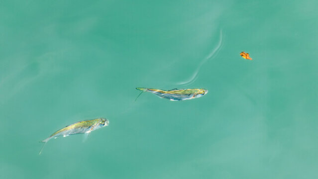清澈海水小海魚