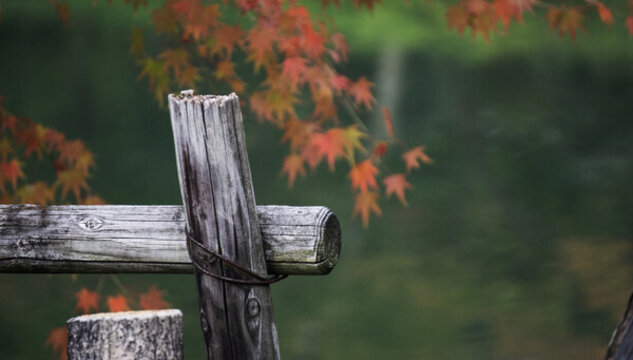 池塘紅葉背景的木樁