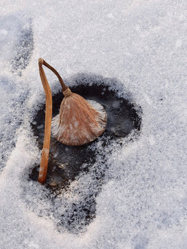 殘荷冰雪