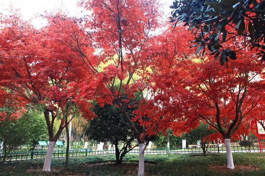 銀河公園楓葉