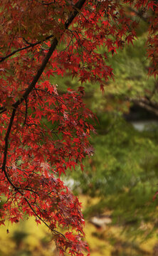 秋葉紅楓