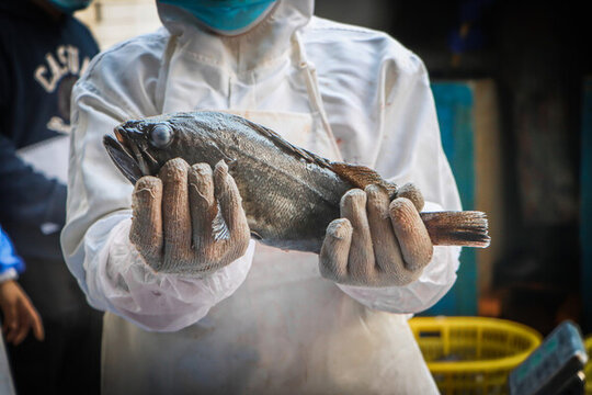 捕撈加工活魚(yú)黑頭