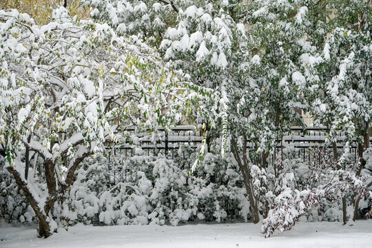雪樹