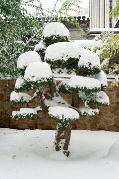 枝頭積雪