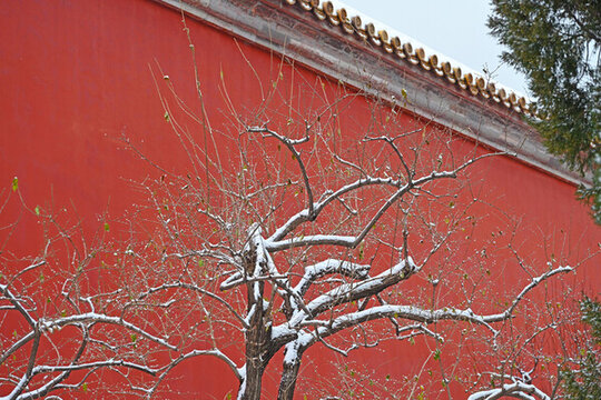 北京第一場(chǎng)雪