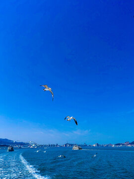 海鷗