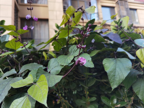 豆角花