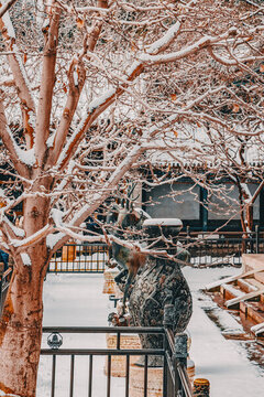 頤和園雪景