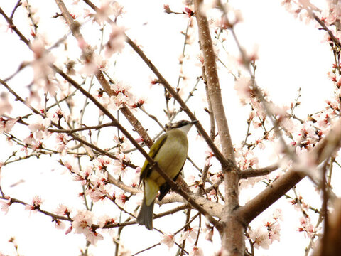 春暖花開