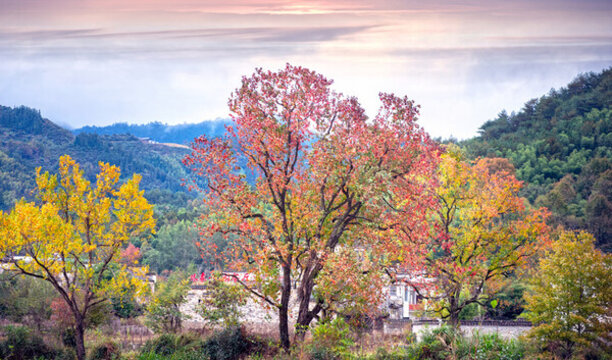 安徽皖南塔川秋色紅葉