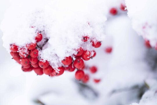 雪中紅色的南天竹果實(shí)