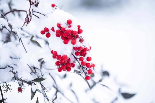 雪中紅色的南天竹果實