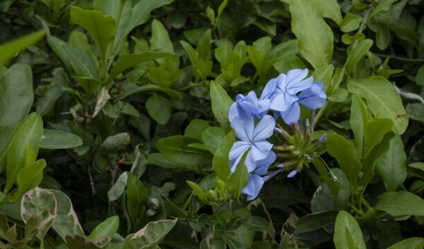 藍(lán)花丹