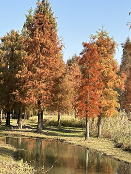 上海青西郊野公園