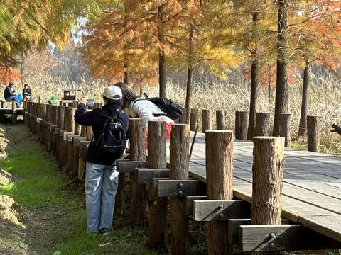 紅杉林濕地公園