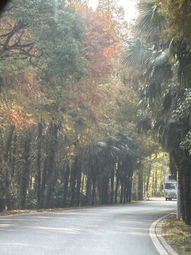 秋天的林蔭大道