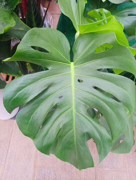 龜背竹