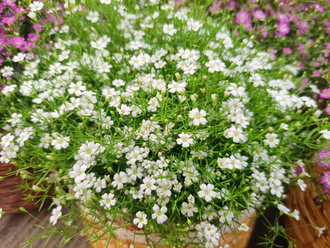 鮮花
