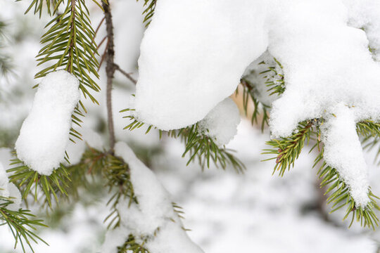 雪后松樹