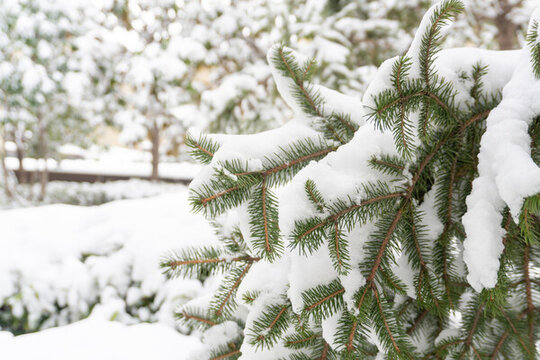 大雪壓青松