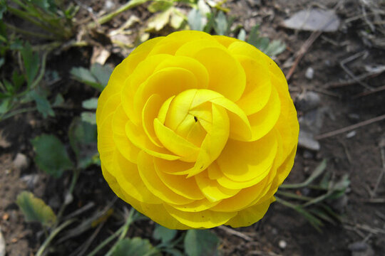 花毛茛
