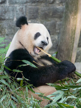 大熊猫张着嘴吃着竹子