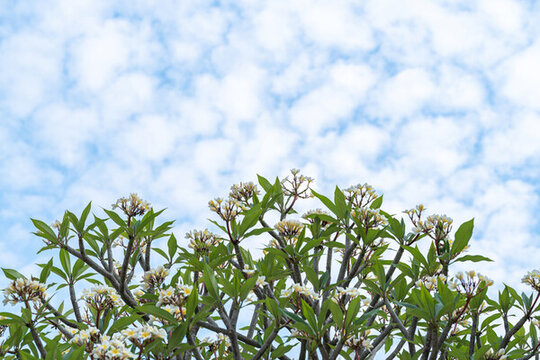 盛開(kāi)的雞蛋花