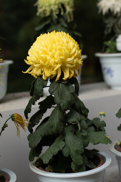 菊花