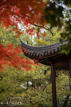虎丘紅楓