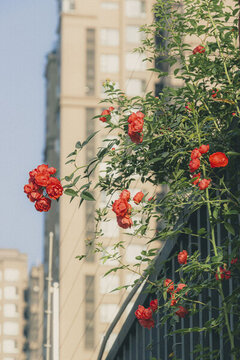 薔薇