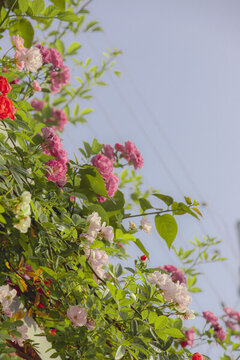 薔薇