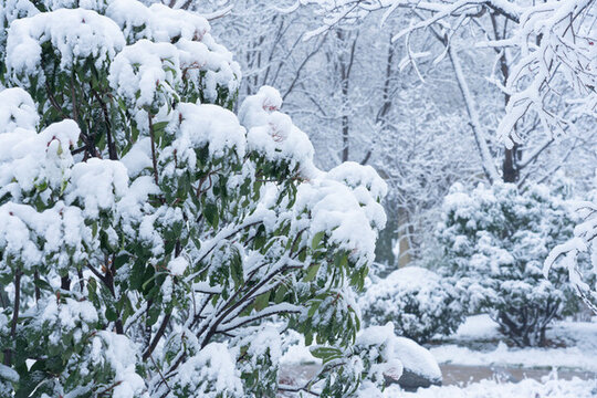 冬季雪景
