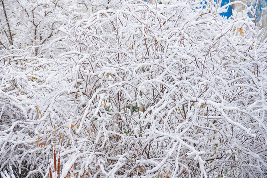 冬季雪景
