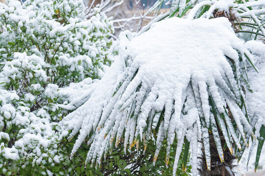 冬季雪景