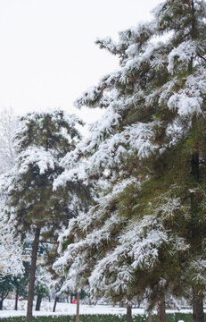 冬季雪景