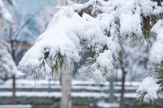 冬季雪景