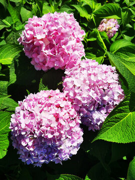 繡球花