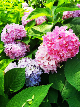 繡球花