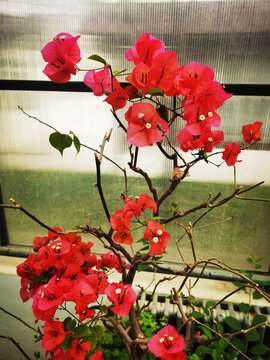 葉子花