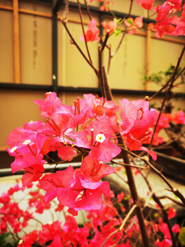 葉子花