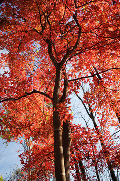 紅葉