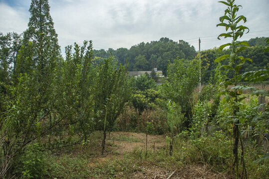 農(nóng)田森林