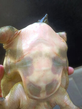 甲魚五花肉