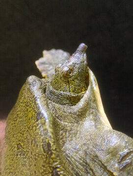 鮮活甲魚