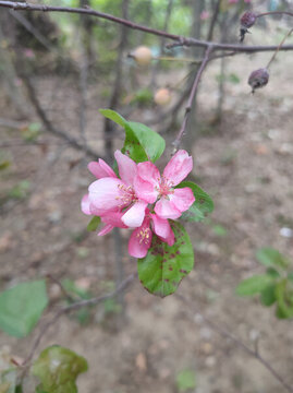 海棠花
