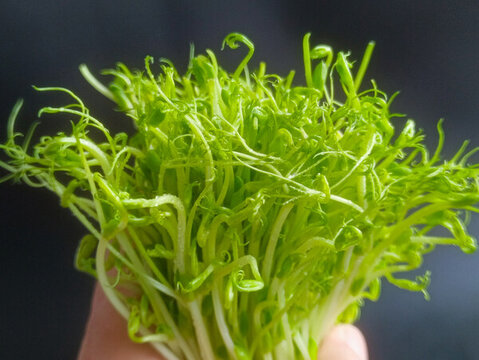 綠色豌豆幼苗
