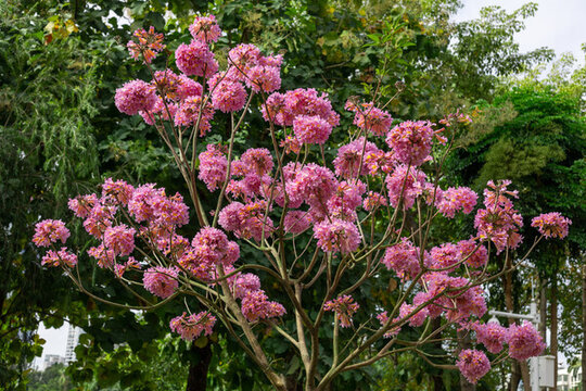 紫花風(fēng)鈴木樹開花