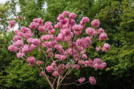紫花風(fēng)鈴木樹開花