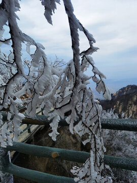 樹枝上的積雪