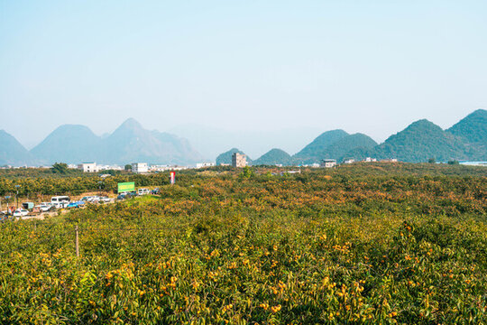 中國柿子博覽園